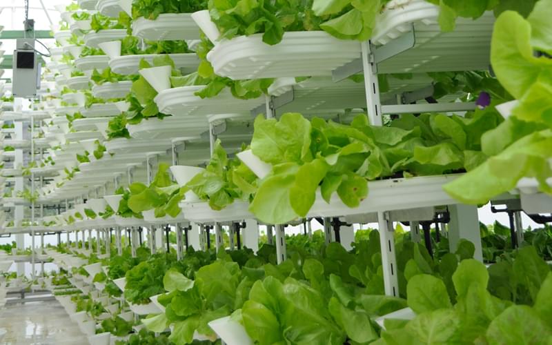 Future of farming is indoors