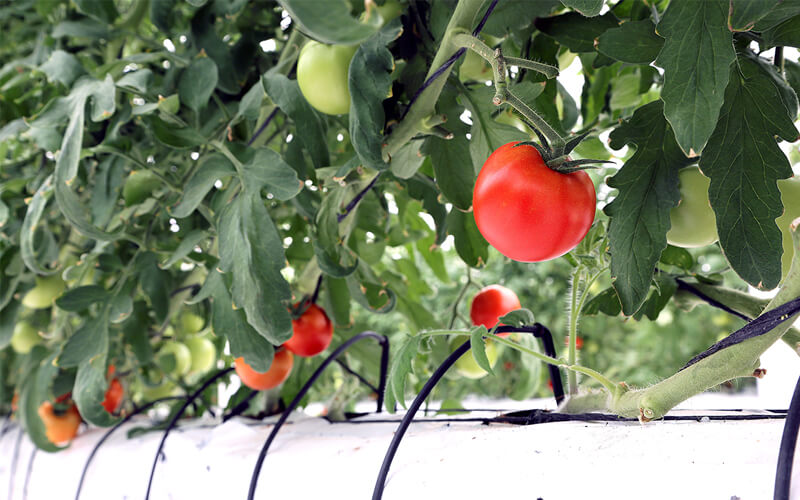 Put your green thumb to work with indoor vegetable farming techniques