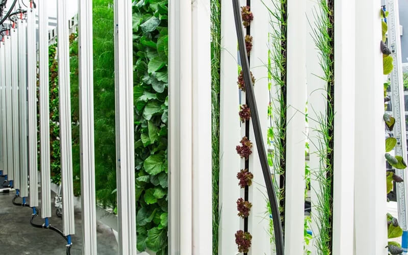 Amazing indoor hydroponics to yield the best output
