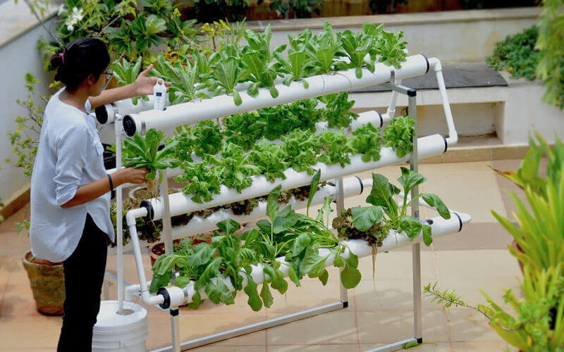 5 Essential Factors to Consider When Choosing Hydroponic Suppliers