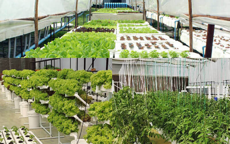 Hydroponics farming Hyderabad