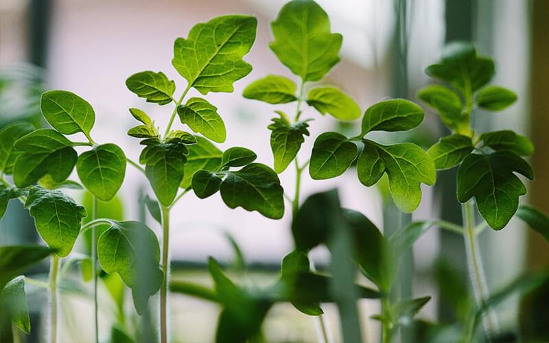 The Emerging Technique Of Farming