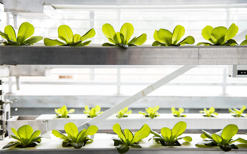 Hydroponics is the new revolution in agrotech