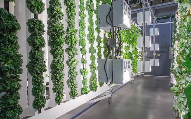 Indoor farming is the future of the country to meet the demand for fresh stocks