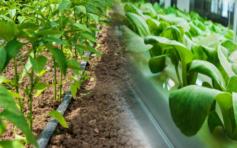 Is It possible to grow everything through hydroponics as in traditional farming