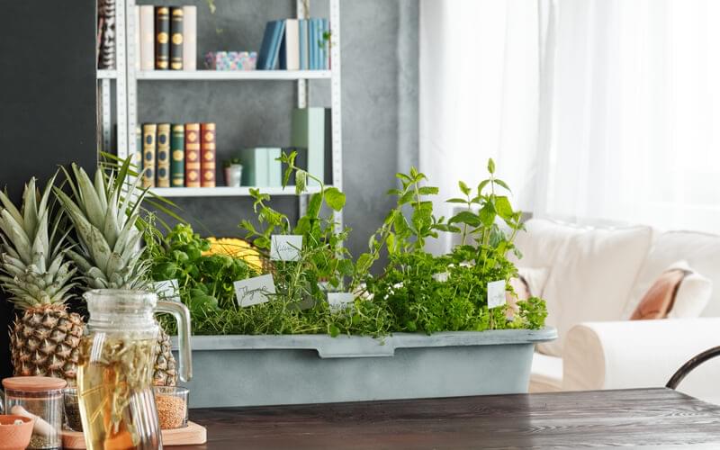 Top benefits of indoor gardening