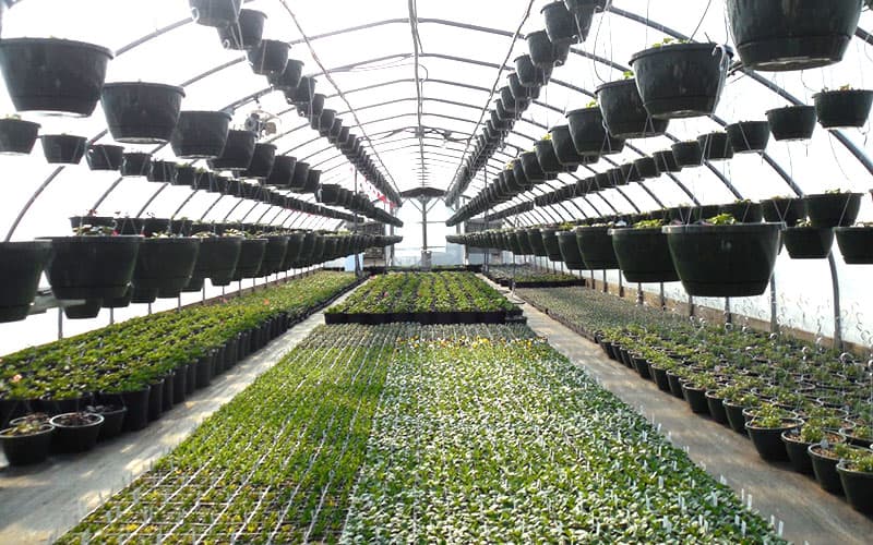 How Indoor Farming Has Changed the Future of Farms?